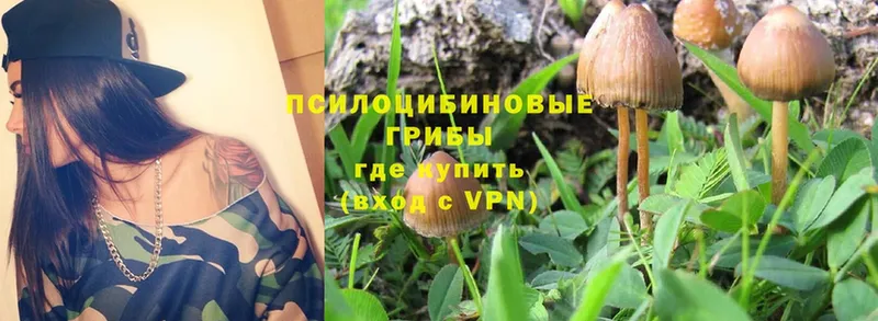 Галлюциногенные грибы Psilocybe Киселёвск